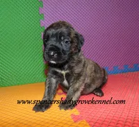 Dahlia, a female English Mastiff for sale in Cabool, MO – 5 of 10
