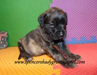 Dixie, a female English Mastiff for sale in Cabool, MO – 3 of 10