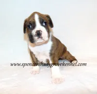 Dandy, a male Boxer for sale in Cabool, MO – 7 of 10