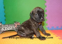 Darby, a female English Mastiff for sale in Cabool, MO – 2 of 10