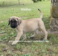 Hailey, a female English Mastiff for sale in Cabool, MO – 10 of 10