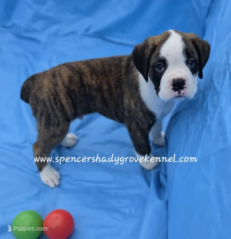 Bo – Boxer puppy for sale in Cabool, MO