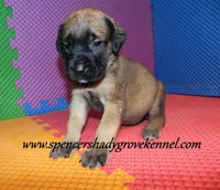 Daisy, a female English Mastiff for sale in Cabool, MO – 5 of 10