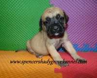 Delta , a female English Mastiff for sale in Cabool, MO – 3 of 10