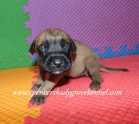 Hazel, a female English Mastiff for sale in Cabool, MO – 7 of 10