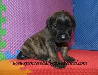 Dakota, a male English Mastiff for sale in Cabool, MO – 8 of 10