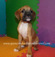 Sophie, a female Boxer for sale in Cabool, MO – 2 of 10