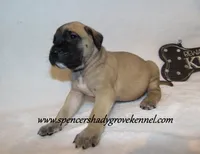 Hayes, a male English Mastiff for sale in Cabool, MO – 4 of 10