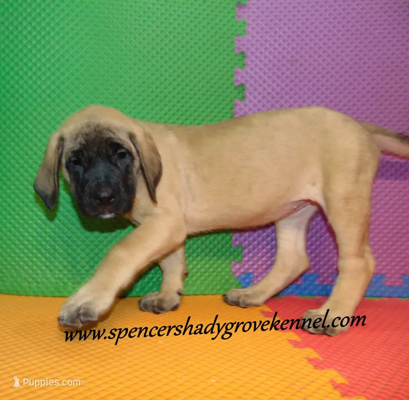 Daisy – English Mastiff puppy for sale in Cabool, MO