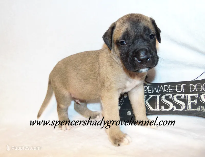 Hogan – English Mastiff puppy for sale in Cabool, MO