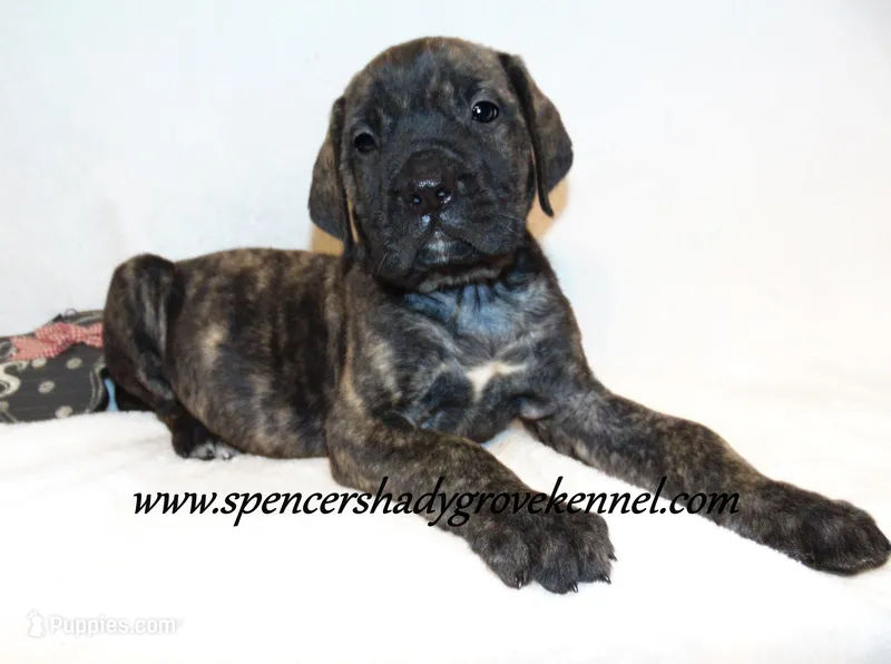 Darby – English Mastiff puppy for sale in Cabool, MO