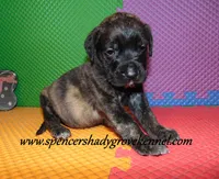Dixie, a female English Mastiff for sale in Cabool, MO – 6 of 10