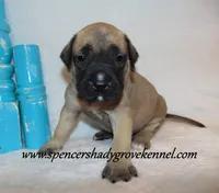 Hoss, a male English Mastiff for sale in Cabool, MO – 3 of 10