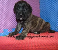 Dakota, a male English Mastiff for sale in Cabool, MO – 6 of 10