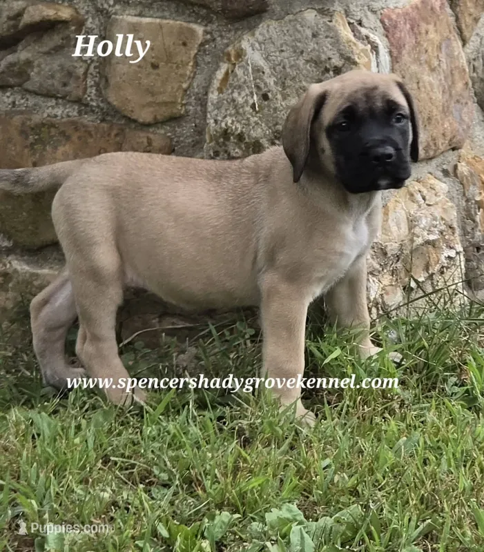 Holly – English Mastiff puppy for sale in Cabool, MO