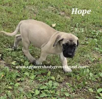 Hope, a female English Mastiff for sale in Cabool, MO – 4 of 9