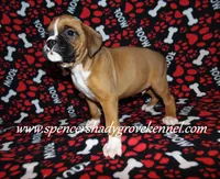 Ford, a male Boxer for sale in Cabool, MO – Photo 7 of 10