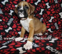 Ford, a male Boxer for sale in Cabool, MO – Photo 10 of 10