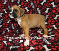 Ford, a male Boxer for sale in Cabool, MO – Photo 6 of 10