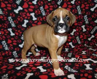 Ford, a male Boxer for sale in Cabool, MO – Photo 9 of 10