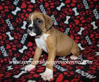 Ford, a male Boxer for sale in Cabool, MO – Photo 8 of 10