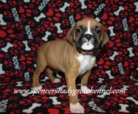 Ford, a male Boxer for sale in Cabool, MO – Photo 3 of 10
