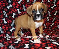 Ford, a male Boxer for sale in Cabool, MO – Photo 5 of 10