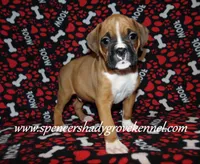 Ford, a male Boxer for sale in Cabool, MO – Photo 2 of 10