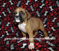 Ford, a male Boxer for sale in Cabool, MO – Photo 1 of 10