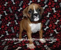 Ford, a male Boxer for sale in Cabool, MO – Photo 4 of 10