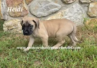Heidi, a female English Mastiff for sale in Cabool, MO – 2 of 10
