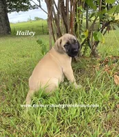 Hailey, a female English Mastiff for sale in Cabool, MO – 7 of 10