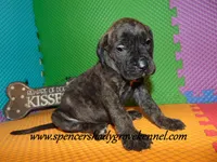 Darby, a female English Mastiff for sale in Cabool, MO – 6 of 10