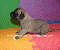 Honey, a female English Mastiff for sale in Cabool, MO – 5 of 10