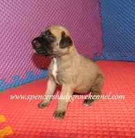 Hope, a female English Mastiff for sale in Cabool, MO – 5 of 10