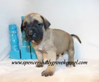 Hoss, a male English Mastiff for sale in Cabool, MO – 8 of 10