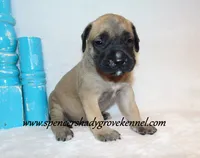 Hoss, a male English Mastiff for sale in Cabool, MO – 4 of 10