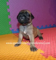 Hazel, a female English Mastiff for sale in Cabool, MO – 3 of 10