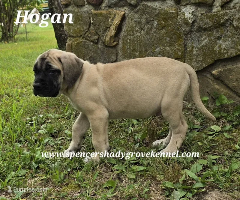 Hogan – English Mastiff puppy for sale in Cabool, MO