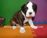 Bo, a male Boxer for sale in Cabool, MO – 2 of 10