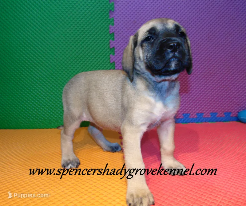 Holly – English Mastiff puppy for sale in Cabool, MO