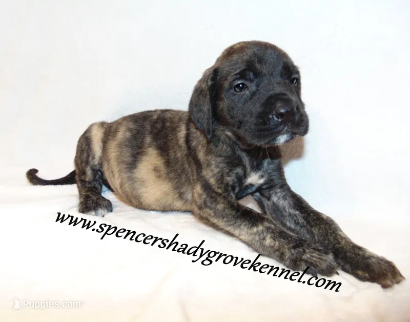 Dixie – English Mastiff puppy for sale in Cabool, MO