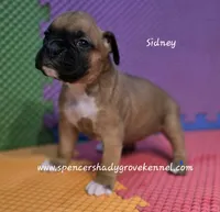 Sidney, a female Boxer for sale in Cabool, MO – 7 of 10