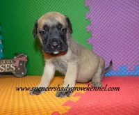 Dozer, a male English Mastiff for sale in Cabool, MO – 6 of 10