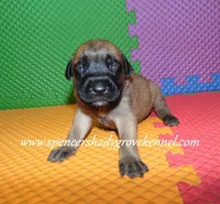 Hazel, a female English Mastiff for sale in Cabool, MO – 9 of 10