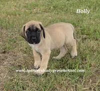 Holly, a female English Mastiff for sale in Cabool, MO – 9 of 10