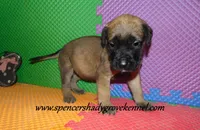 Daisy, a female English Mastiff for sale in Cabool, MO – 3 of 10