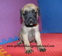 Dozer, a male English Mastiff for sale in Cabool, MO – 9 of 10