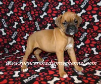 Feebie, a female Boxer for sale in Cabool, MO – Photo 6 of 10