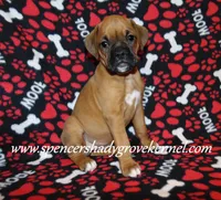 Feebie, a female Boxer for sale in Cabool, MO – Photo 5 of 10